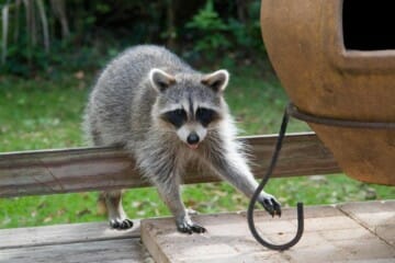 raccoon