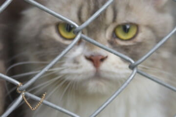 cats behind bars