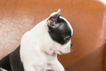 puppy on sofa