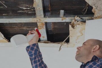 mold clean up