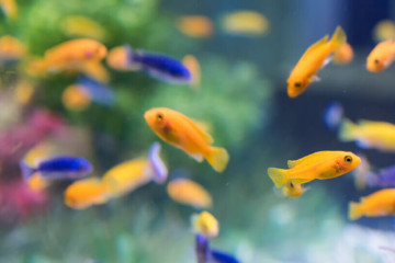 Guppy Tank: A day spent designing next-gen apps with Boston’s sixth graders
